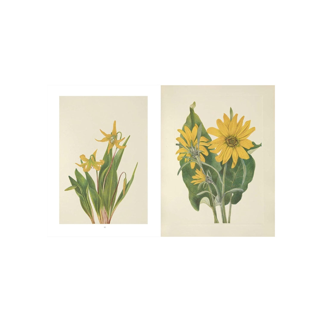 Wild Flowers of North America
