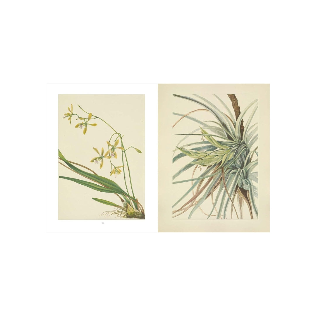 Wild Flowers of North America