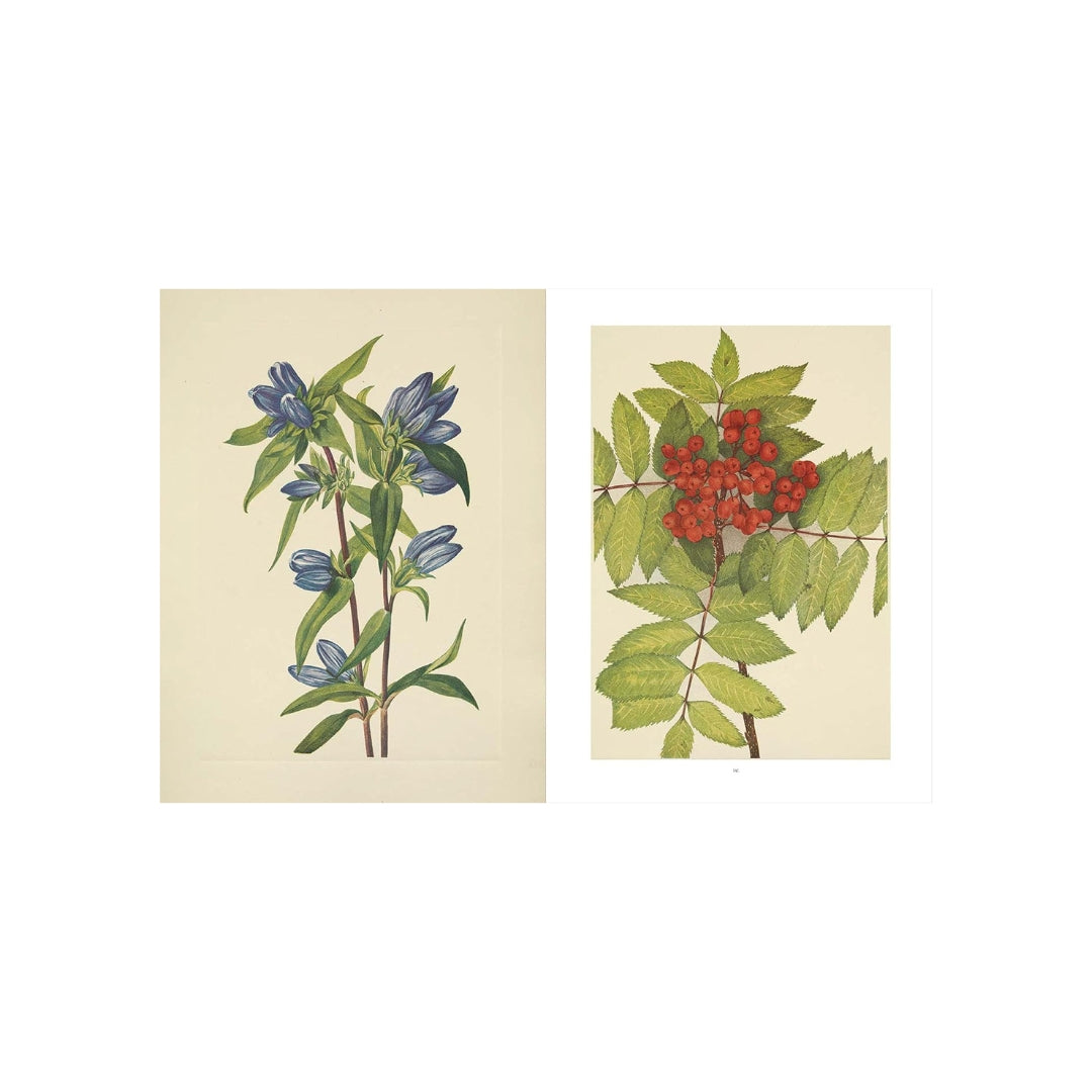 Wild Flowers of North America