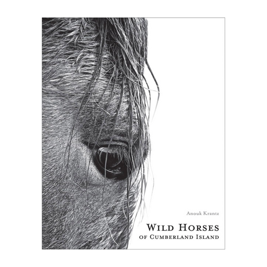 Wild Horses of Cumberland Island