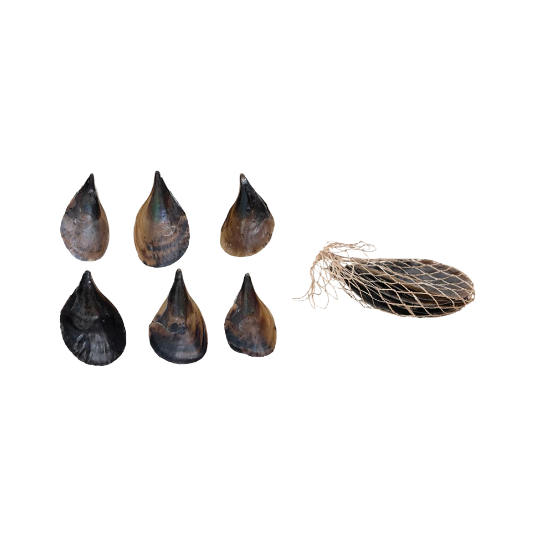 Pen Clam Shells