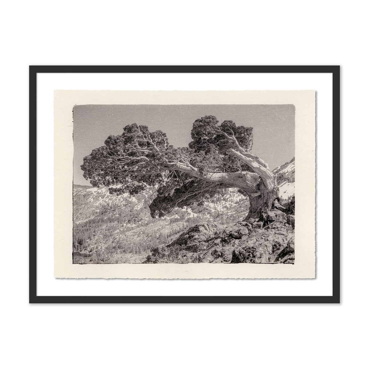 Juniper Gampi by Platinum Revival