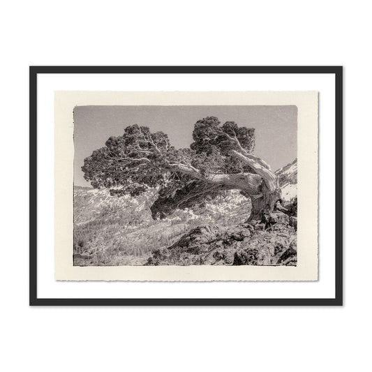 Juniper Gampi by Platinum Revival