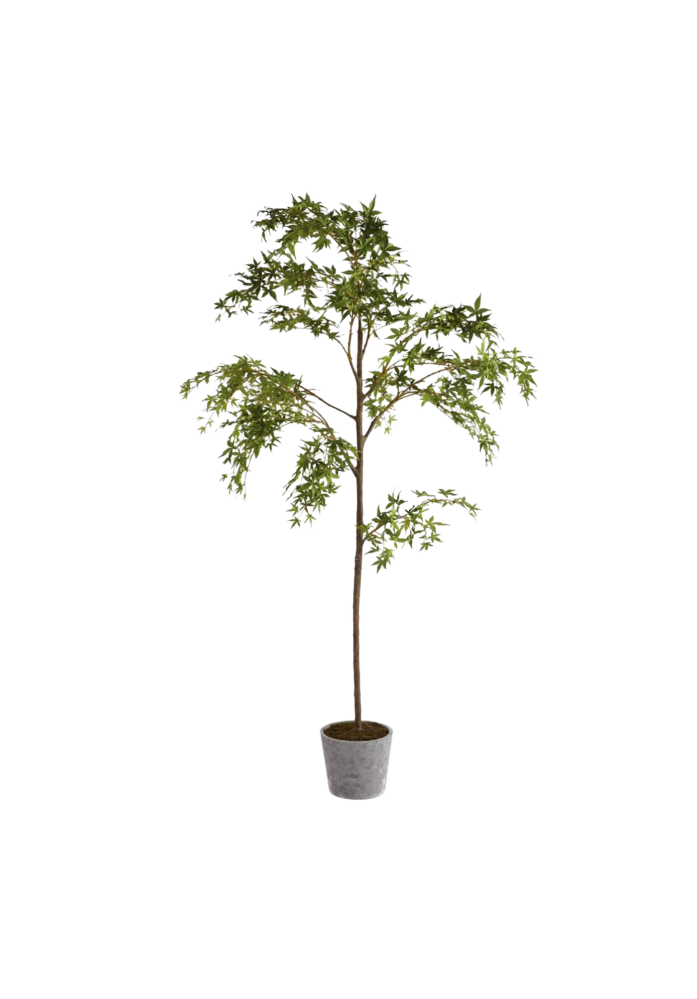 Potted Maple Tree