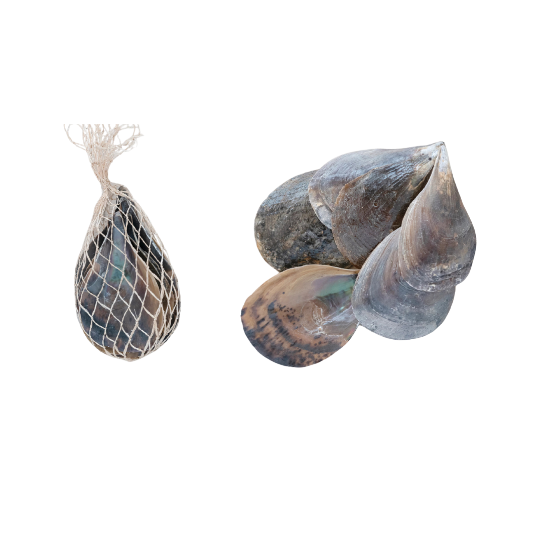 Pen Clam Shells