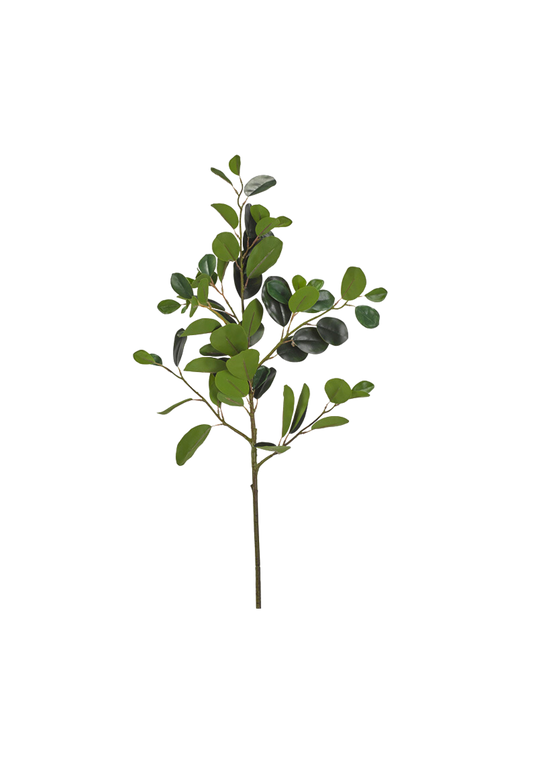 Eastern Ficus Branch