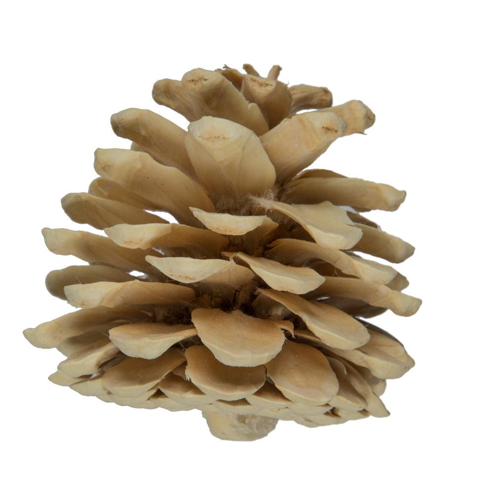 Bleached Pine Cones