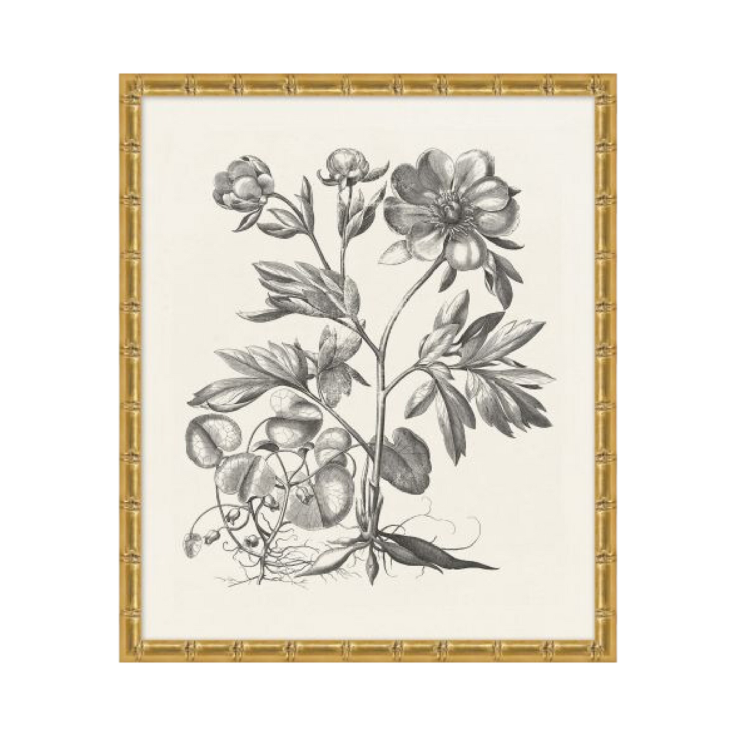 Bessler Study in Neutral 3