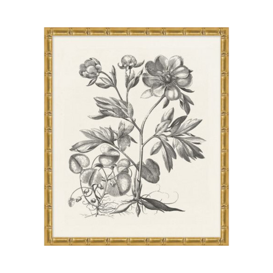 Bessler Study in Neutral 3