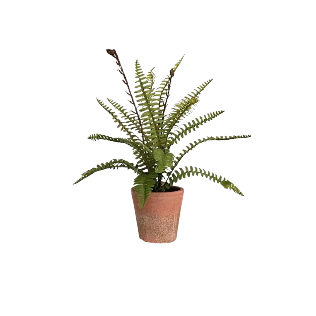 Potting Shed Fern