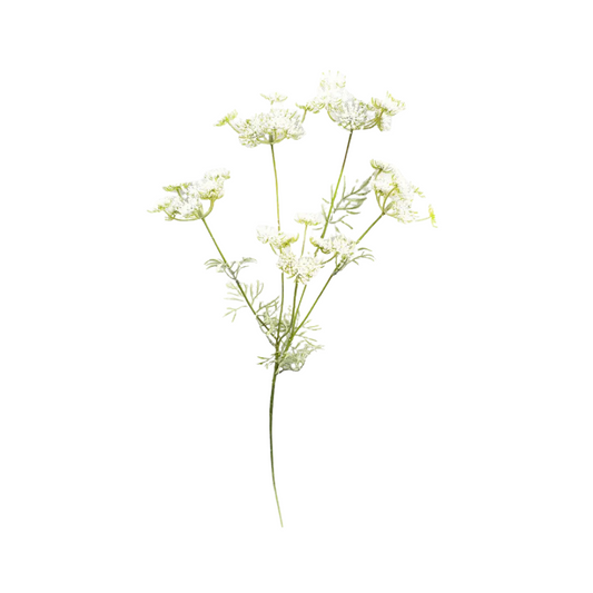 Wild Queen Annes Lace