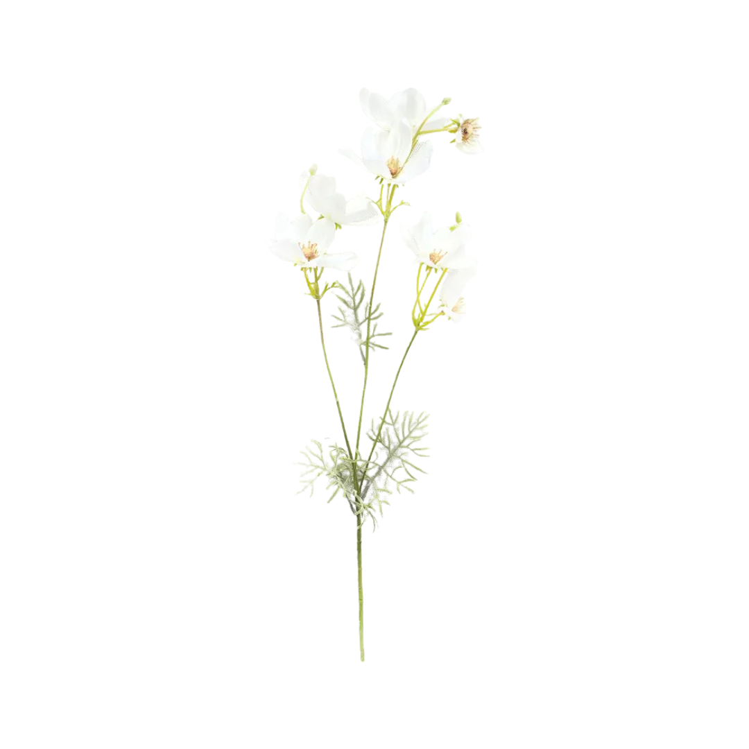 Garden Cosmos
