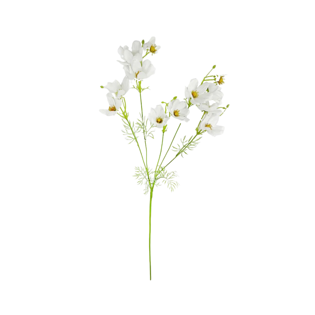 White Cosmos