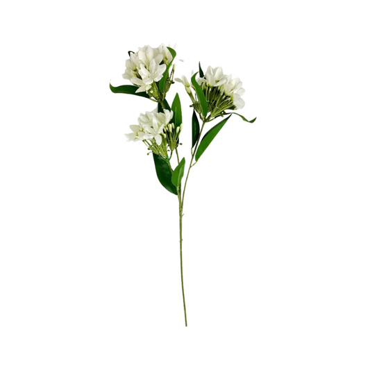 White Jasmin