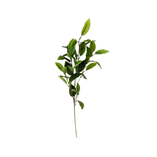 Osmanthus Branch