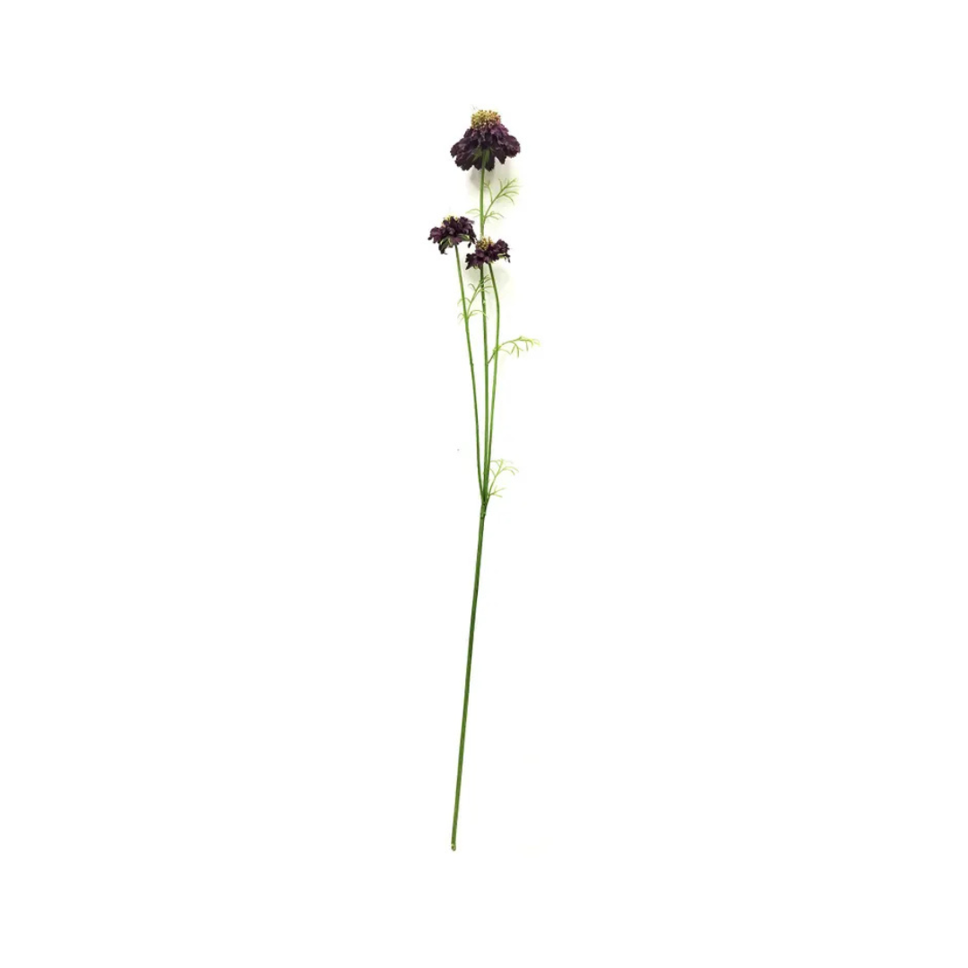 Midnight Scabiosa