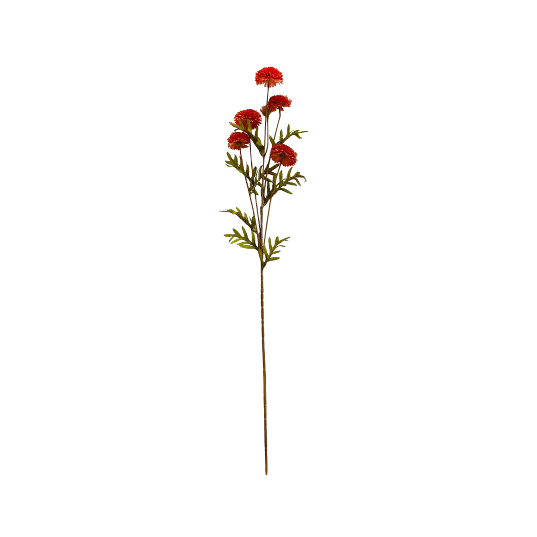 Aster Salmon
