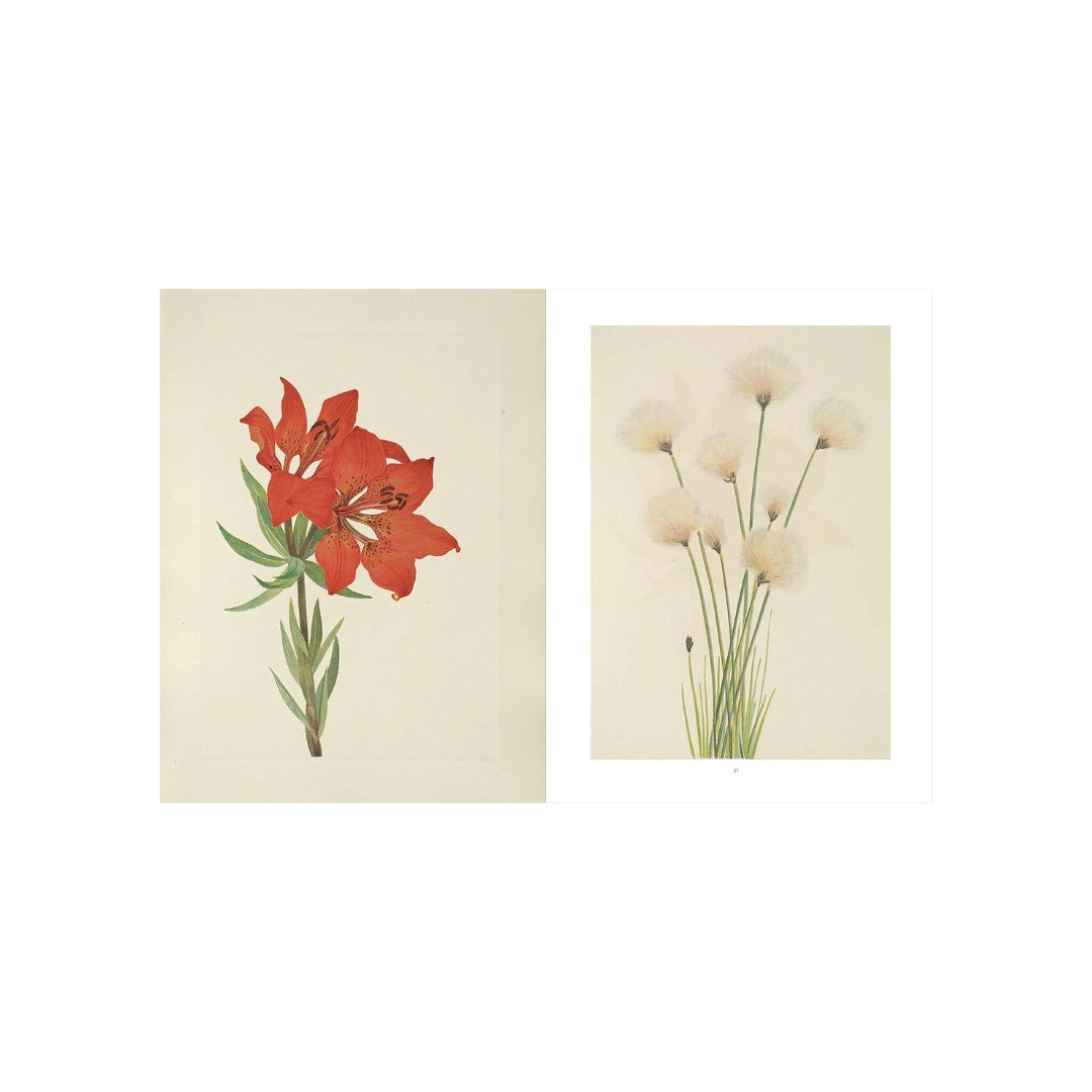 Wild Flowers of North America