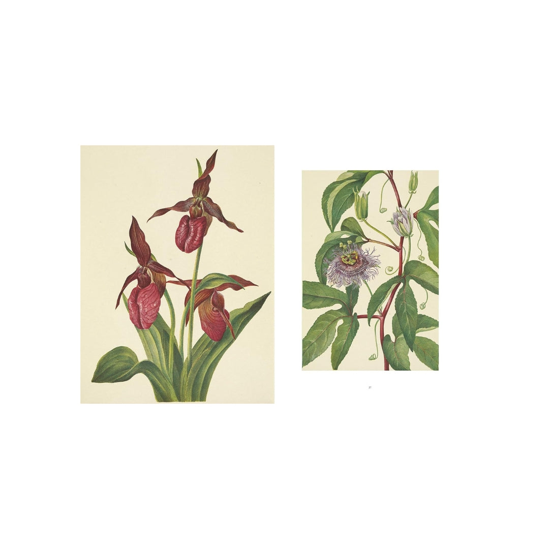 Wild Flowers of North America