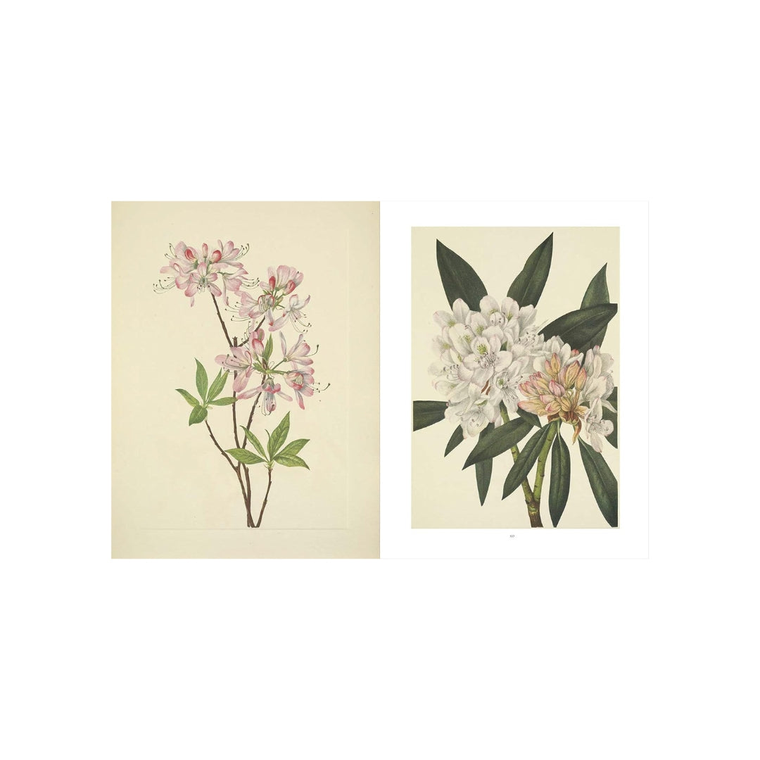 Wild Flowers of North America