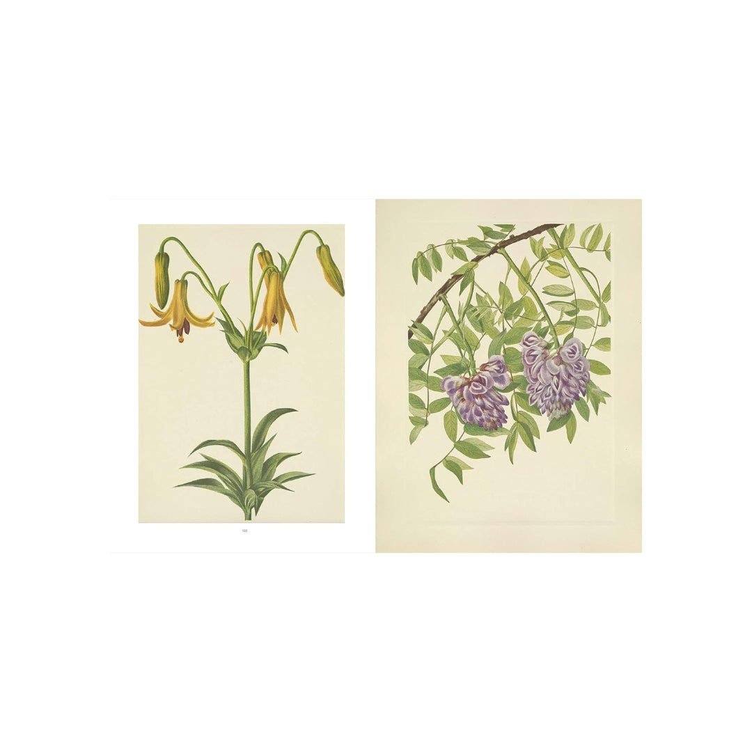 Wild Flowers of North America