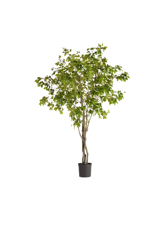 Grand Ficus Tree