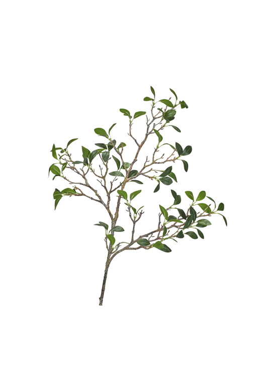 Frangipani Branch