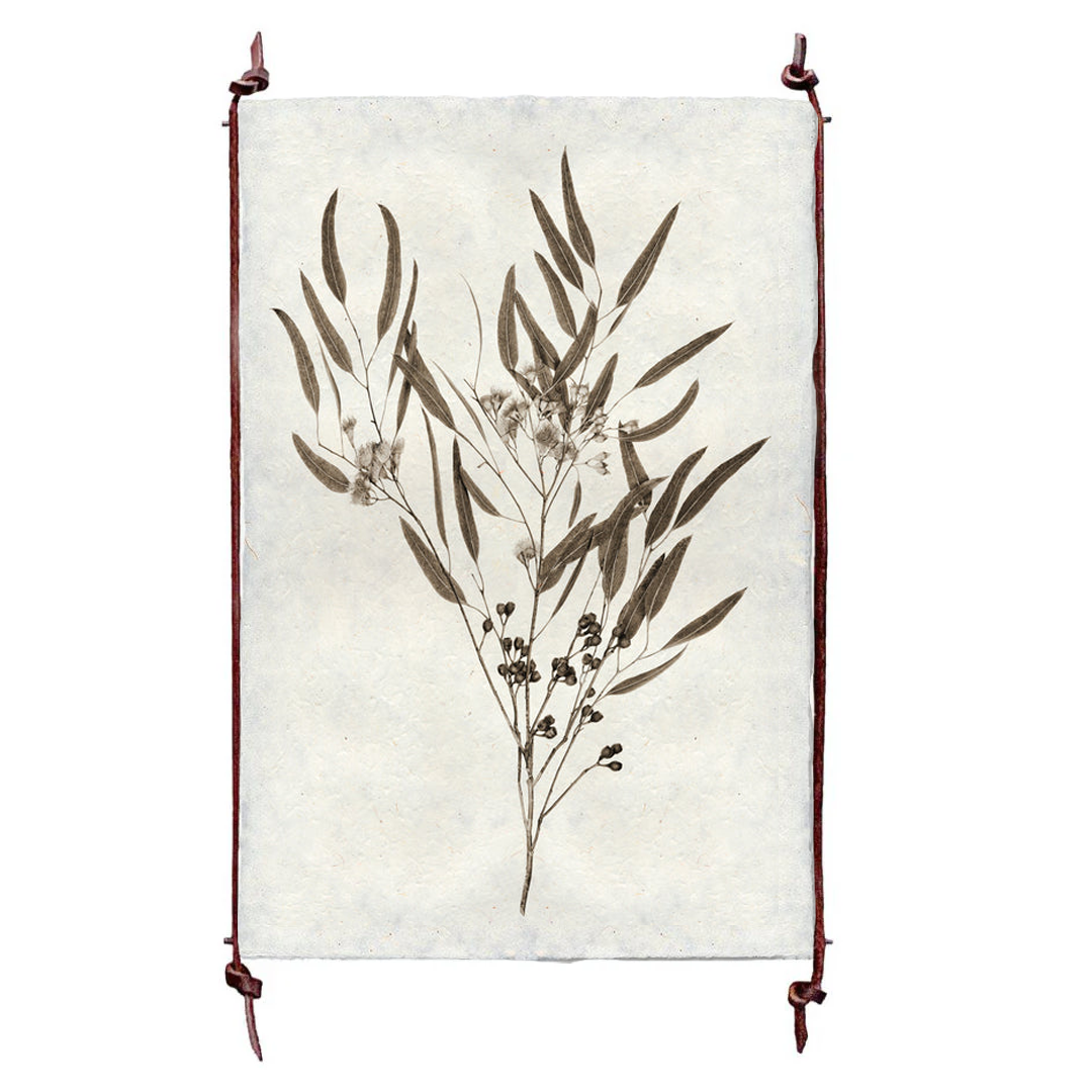 Eucalyptus #6 Print