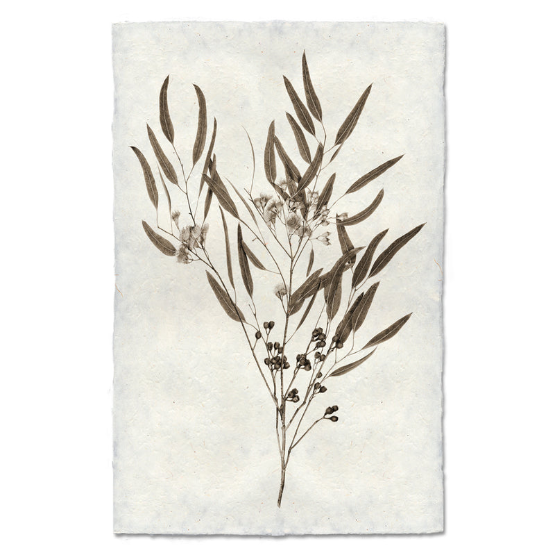 Eucalyptus #6 Print