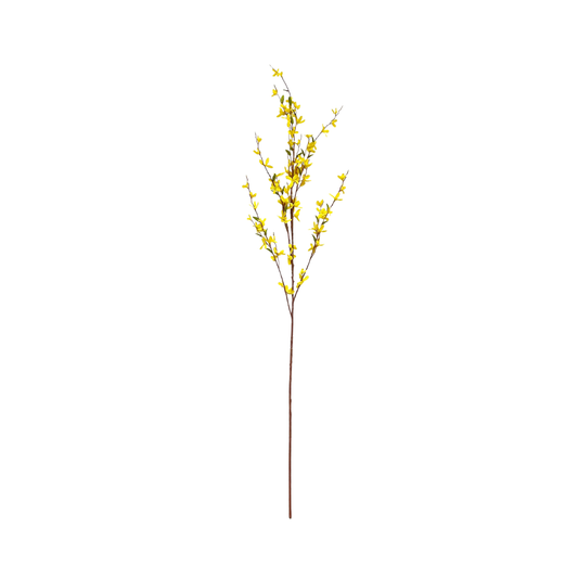 Forsythia Stem