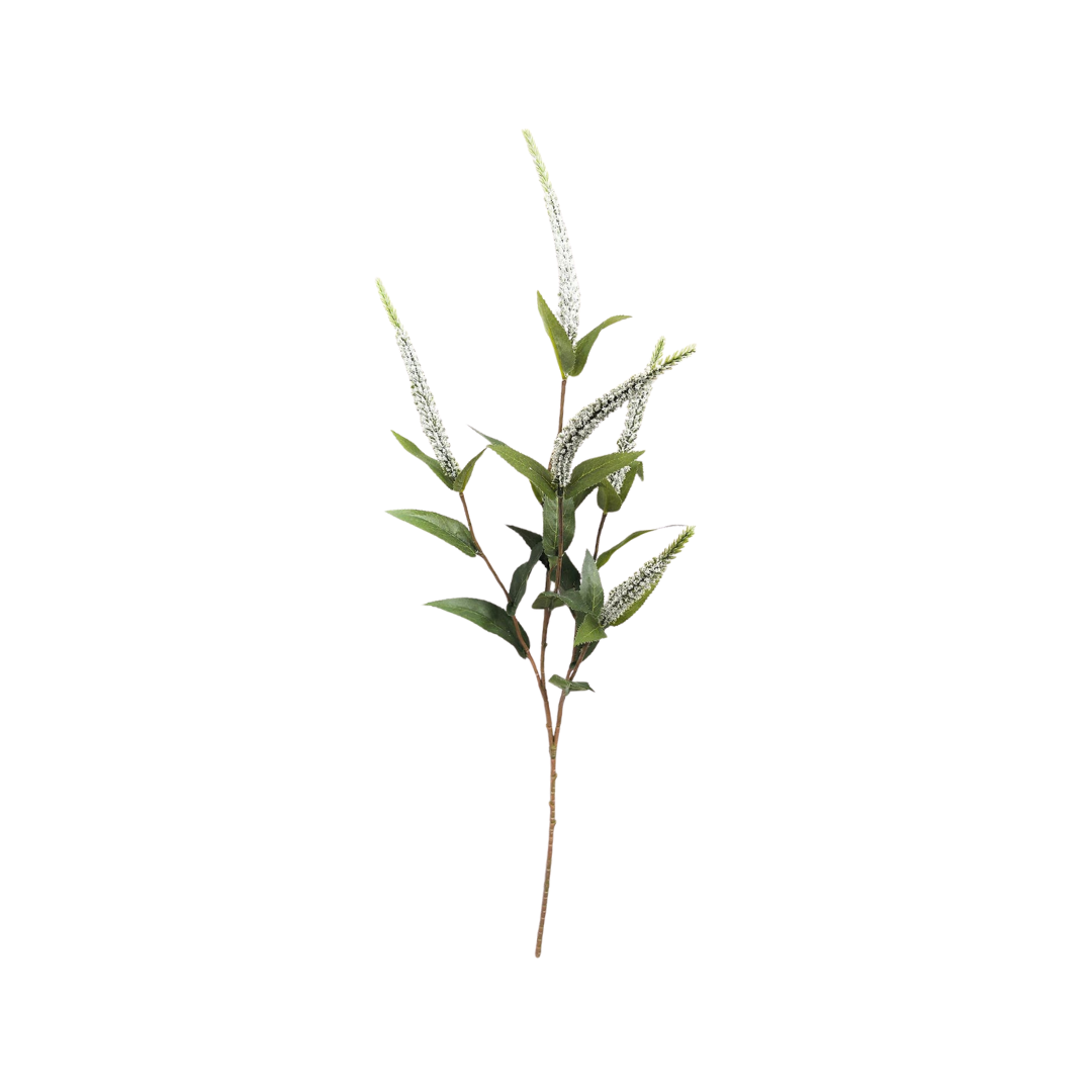 Veronica White Stem