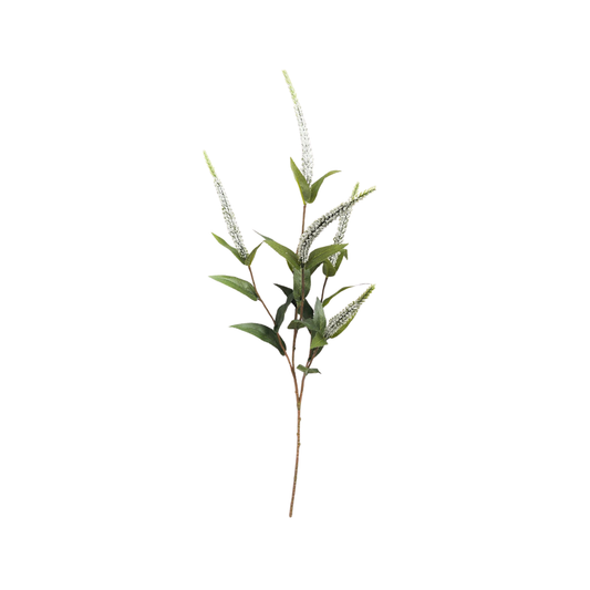 Veronica White Stem
