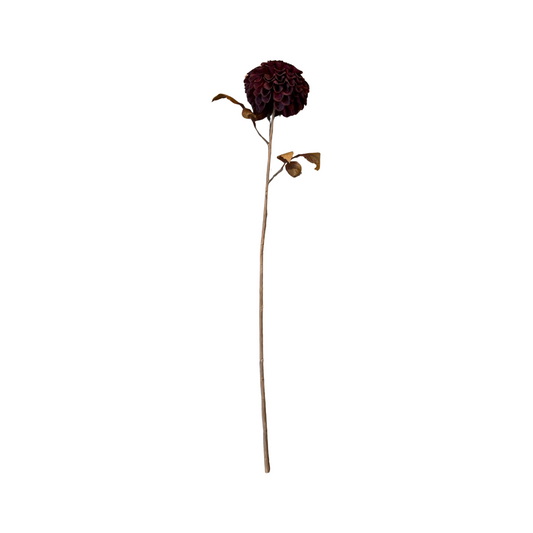 Merlot Dahlia
