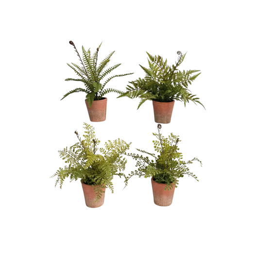 Potting Shed Fern
