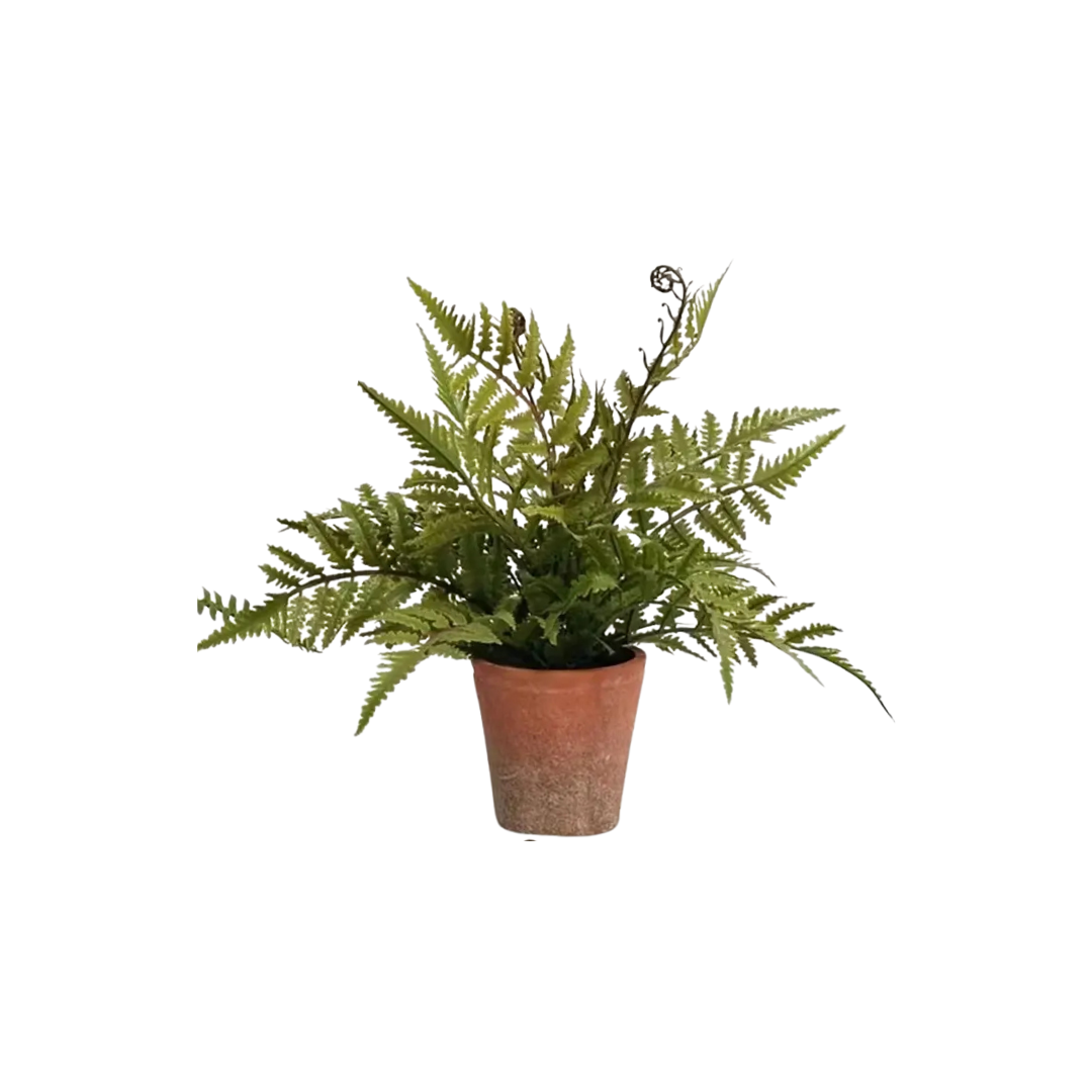 Potting Shed Fern