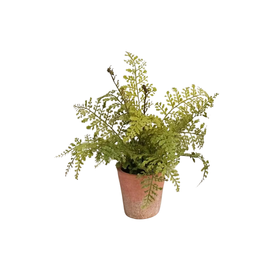 Potting Shed Fern