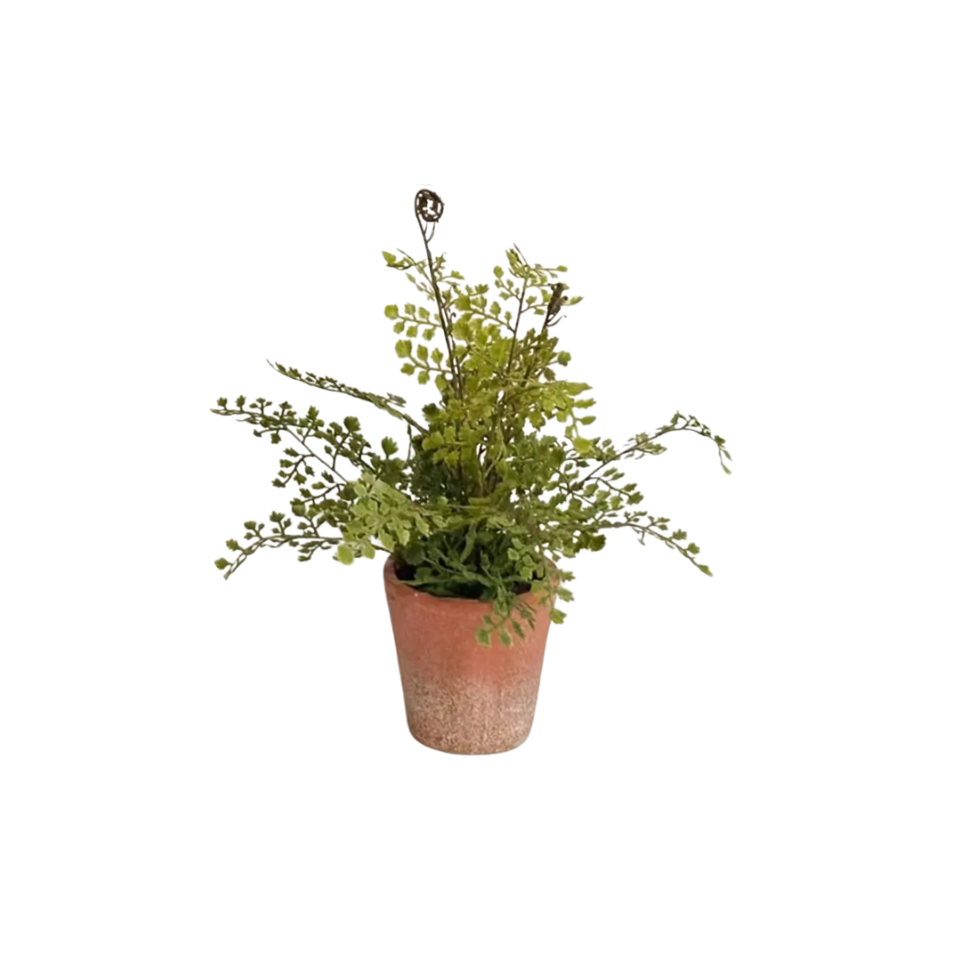 Potting Shed Fern