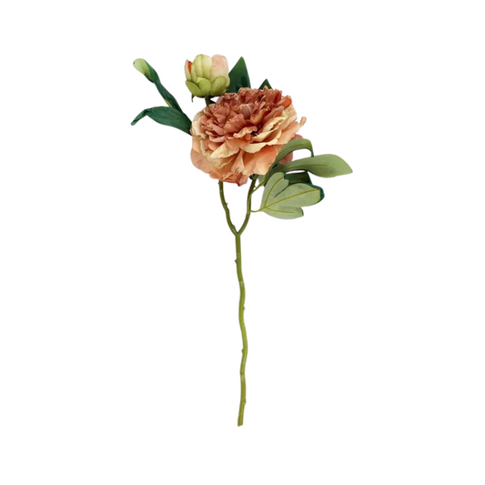 French Peony
