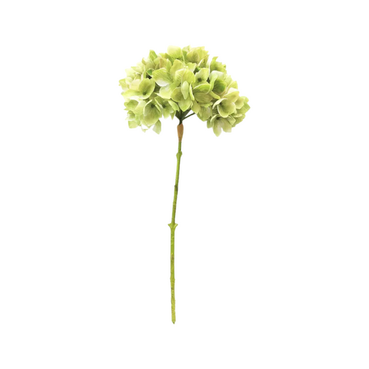 Fresh Green Hydrangea