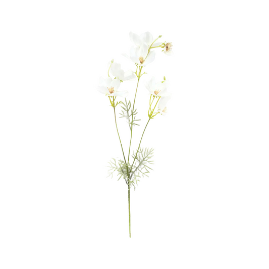 Garden Cosmos