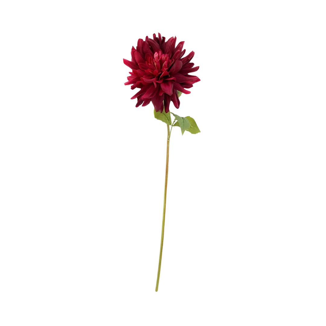 Merlot Dahlia