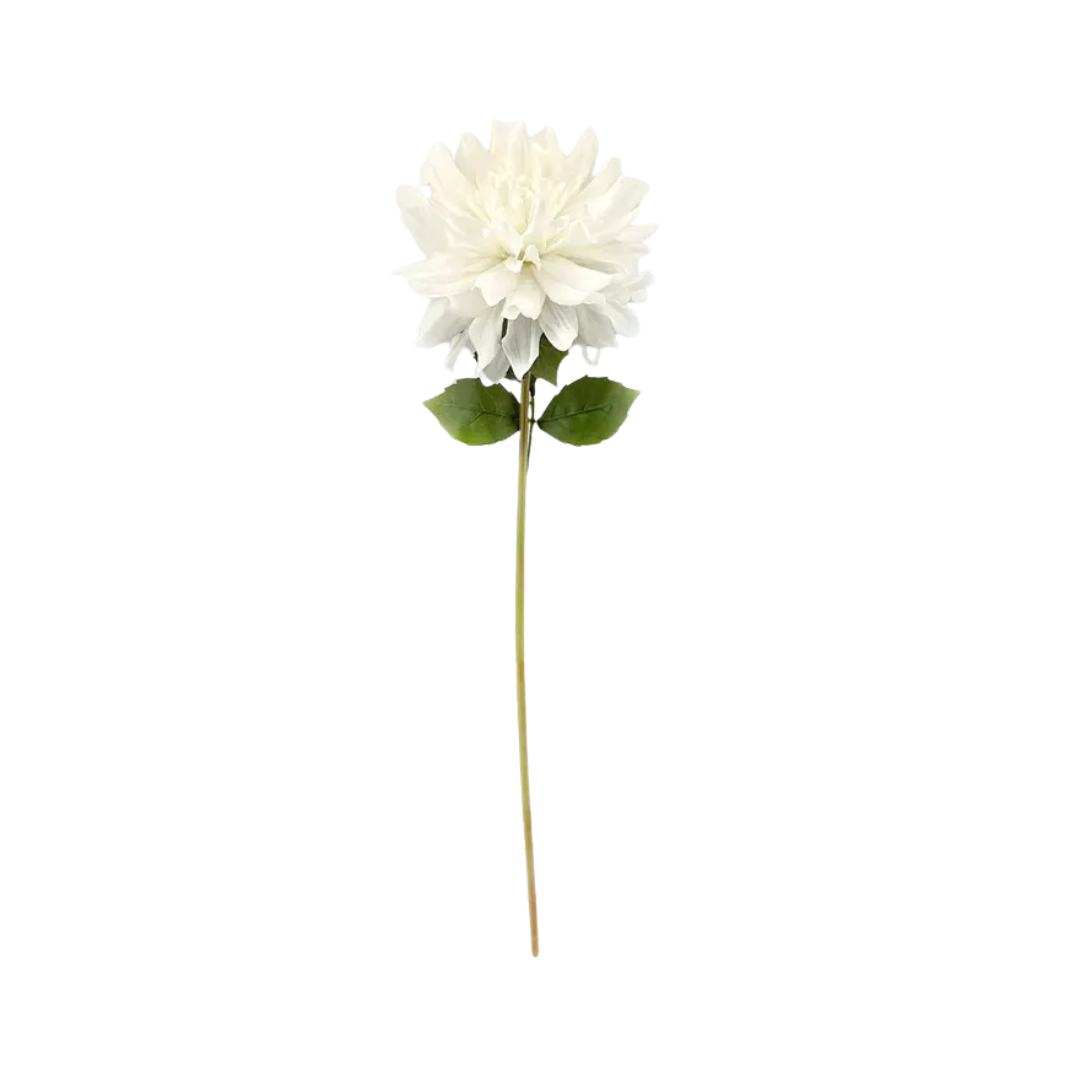 White Dahlia