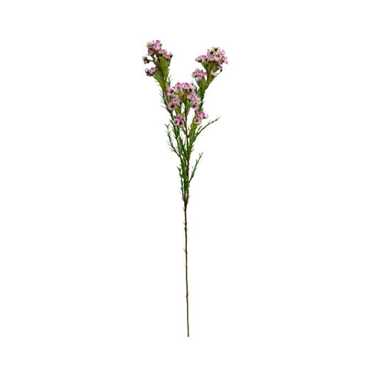 Pink WaxFlower