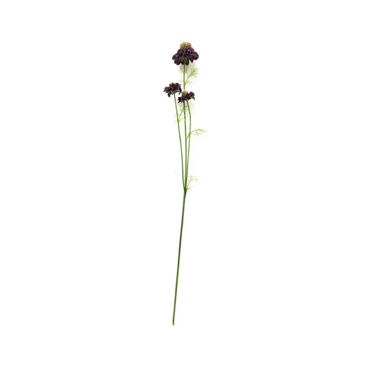 Midnight Scabiosa