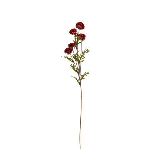 Aster Rust