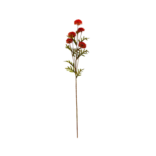 Aster Salmon