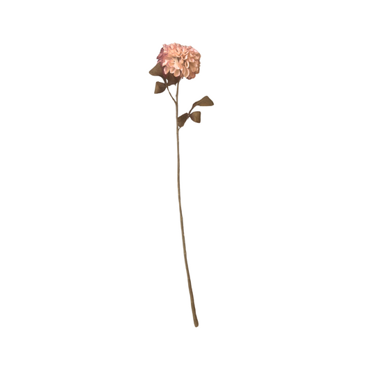 Prune Dahlia