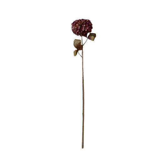 Umber Dahlia