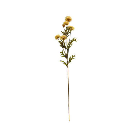 White Aster