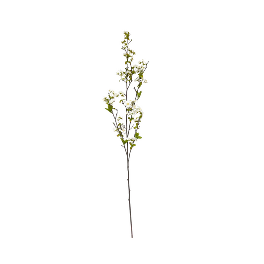 White Cherry Blossom